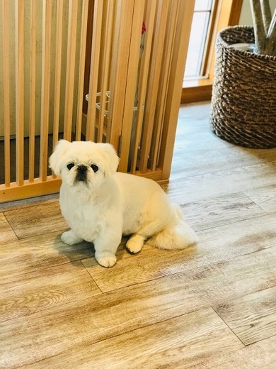 さくらちゃん♡