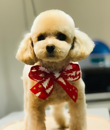 ふわりちゃん♡