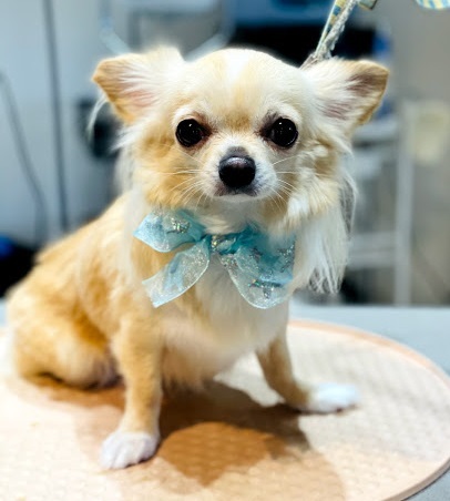 きなこちゃん♡