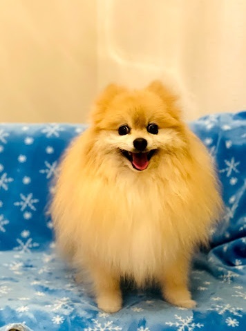 ポメくん♪
