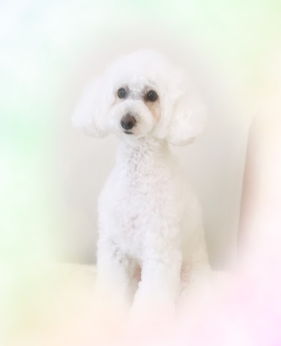 ブランくん♪アリスちゃん♡