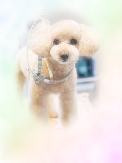 ココちゃん♡
