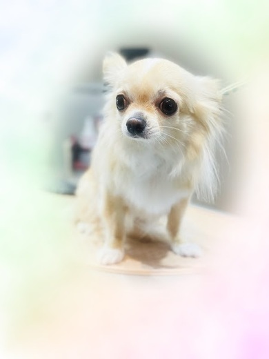 きなこちゃん♡