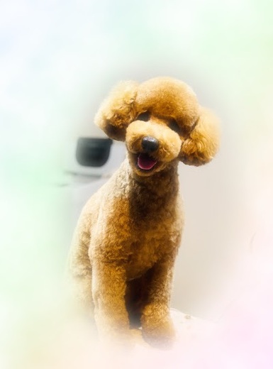 レムくん♪