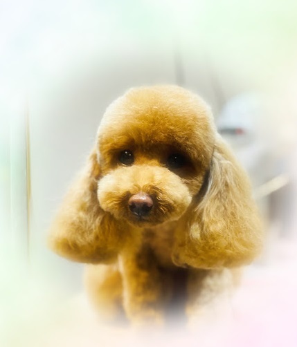 ルルちゃん♡