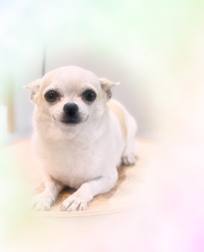 メルちゃん♡