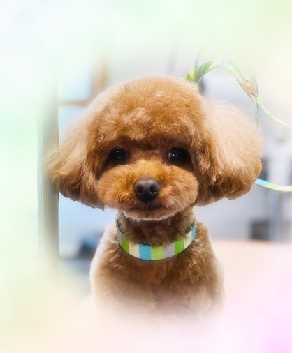 美らくん♪