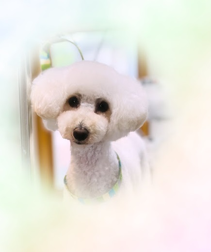 ブランくん♪アリスちゃん♡