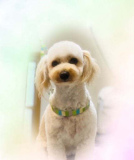 シェリちゃん♡