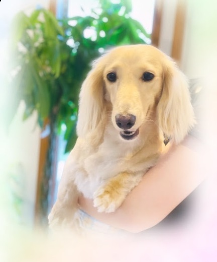 ノエルくん♪