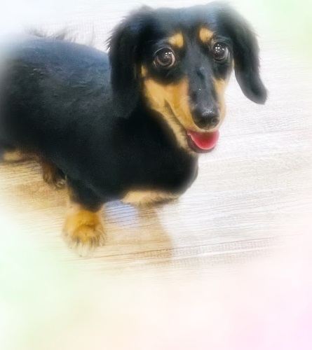 ぽてとちゃん♡