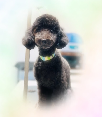 ハムくん♪