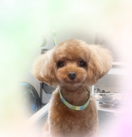美らくん♪