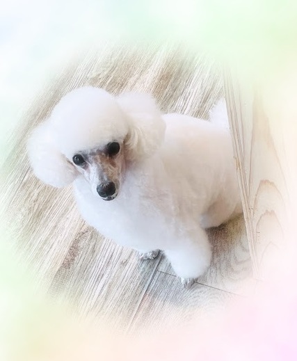 リリーちゃん♡