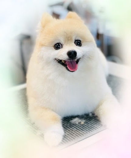 ポメくん♪