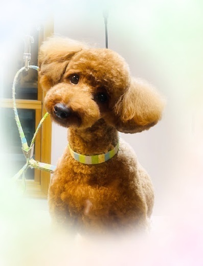 ブランくん♪アリスちゃん♡