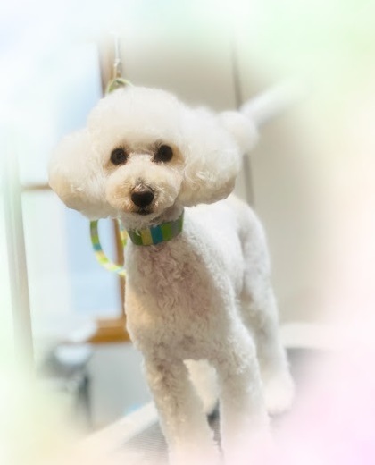 ブランくん♪アリスちゃん♡