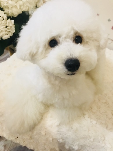 ブリちゃん11か月齢になりました♡