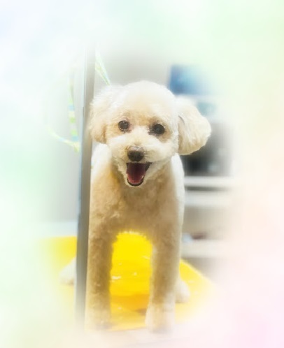 ココちゃん♡
