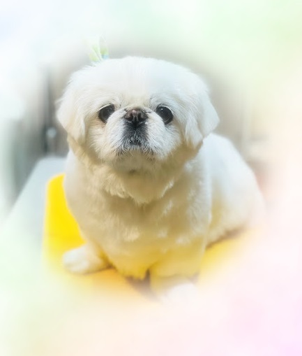 さくらちゃん♡