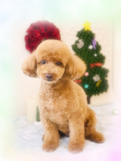 シオンくん♪