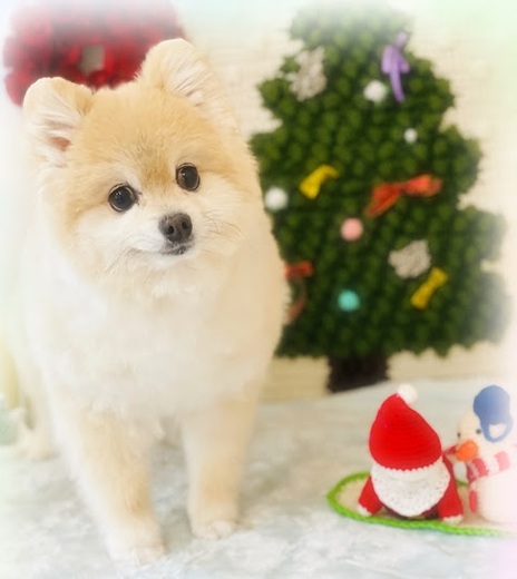 ポメくん♪