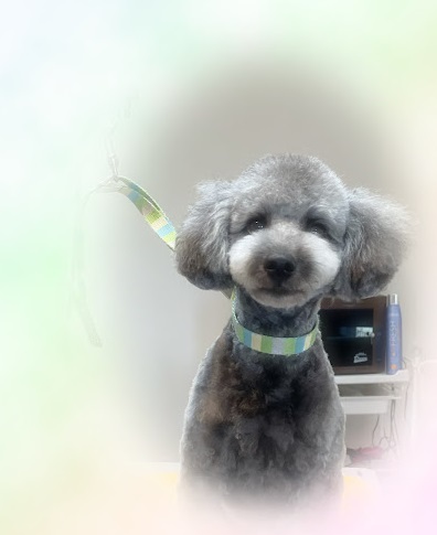 チビくん♪