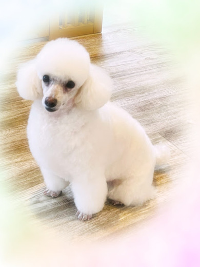 リリーちゃん♡