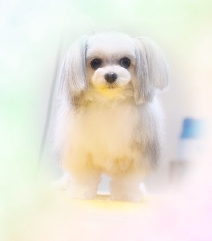 チョコちゃん♡