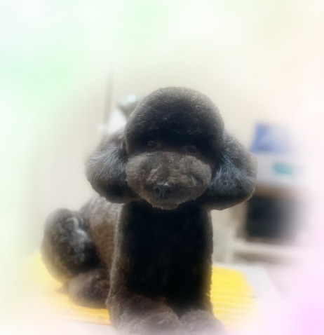ハムちゃん♡