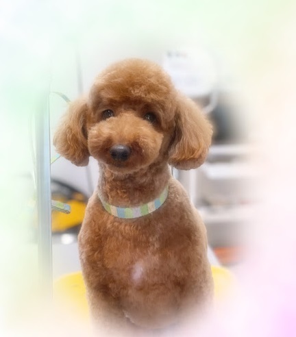 ブランくん♪アリスちゃん♡