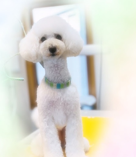 ブランくん♪アリスちゃん♡