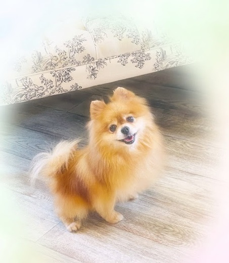 ハニーちゃん♡