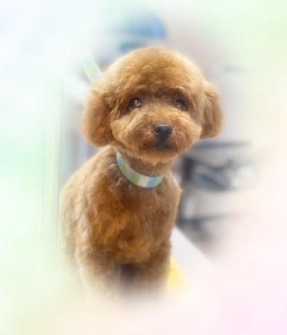 かのんちゃん♡
