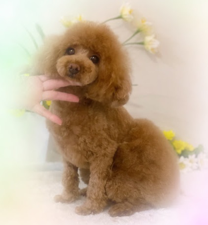 ルルちゃん♡