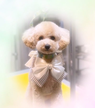 アムくん♪