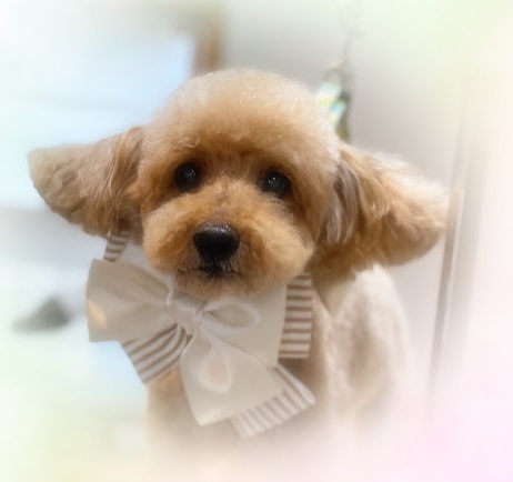 アルくん♪