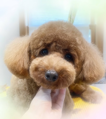 ブランくん♪アリスちゃん♡