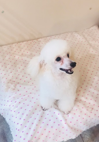 リリーちゃん♡