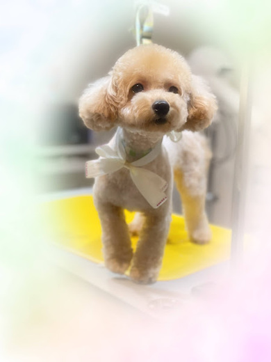 こまちゃん♡