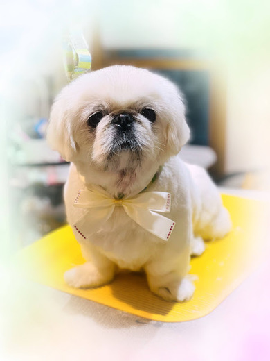 さくらちゃん♡