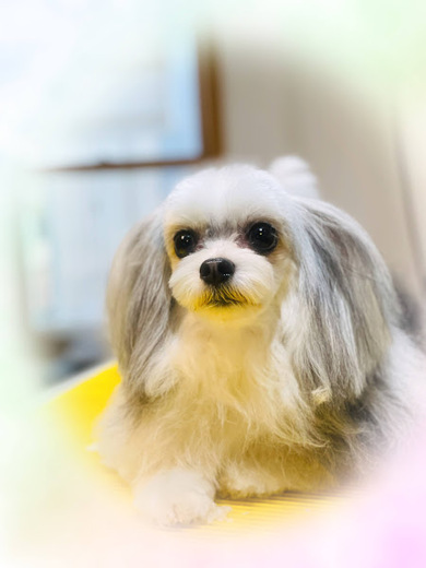 チョコちゃん♡