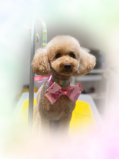 こてつくん♪