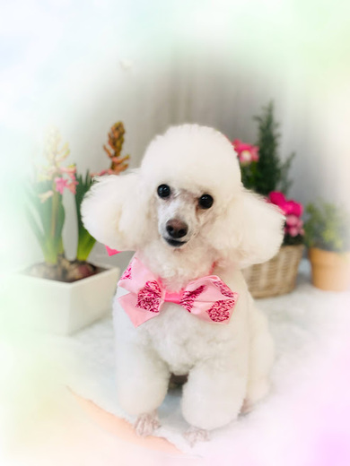 リリーちゃん♡