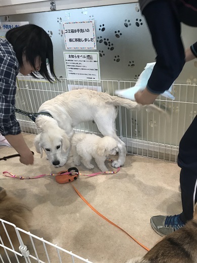 パピー教室に参加してきました。