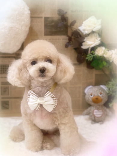 ふわりちゃん♡