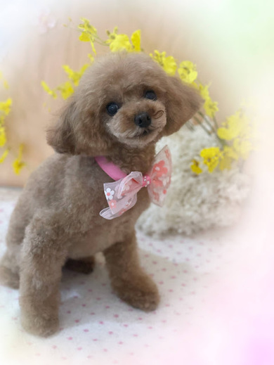 ココちゃん♡