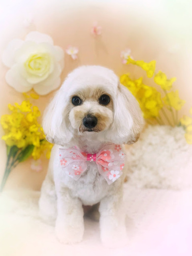 シェリちゃん♡