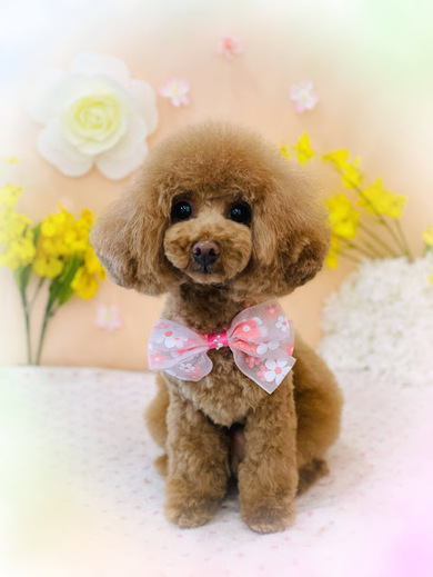 ルルちゃん♡ココちゃん♡