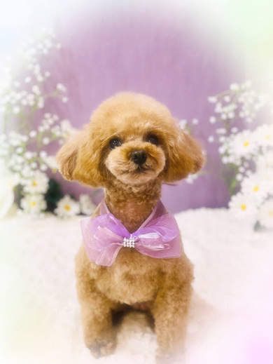 ココちゃん♡